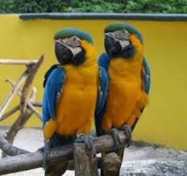 Beautiful Blue and Gold Macaws, Viber:+63-948-1451-325