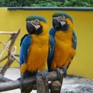 Beautiful Blue and Gold Macaws, Viber:+63-948-1451-325 | PostAds PH