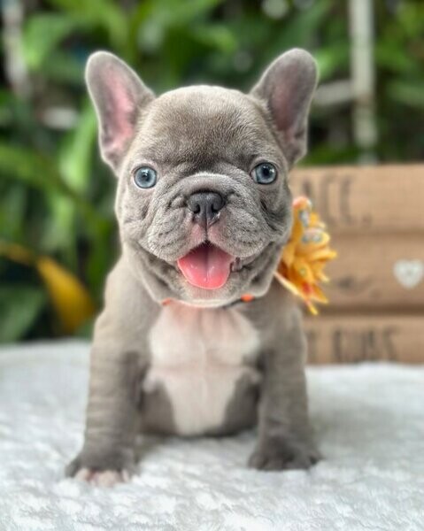 Gorgeous French Bulldog Puppies