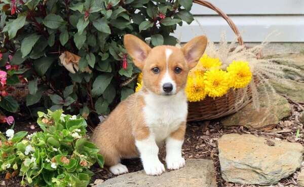 Pembroke Welsh Corgi puppies for sale