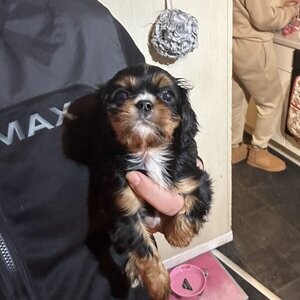 2 Male Cavaliers for sale | PostAds PH