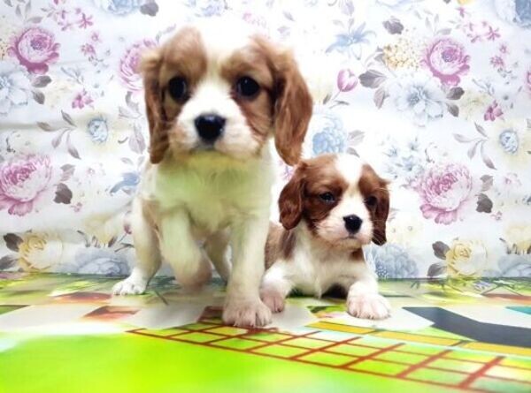 Health Tested Cavalier king Charles