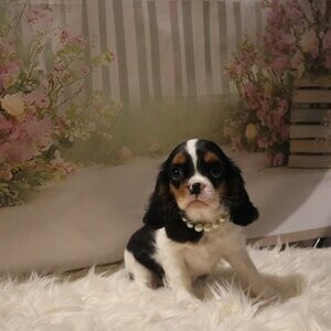 Extensively Cavalier King Charles Spaniel | PostAds PH
