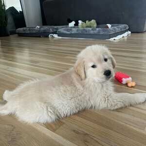 PURE GOLDEN RETRIEVER PUPPIES | PostAds PH