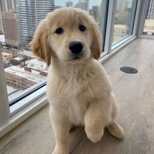 Amazing Golden Retriever puppies looking For a Good Homes | PostAds PH