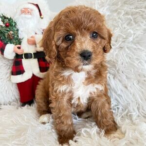 Amazing male and female Toy poodle puppies, | PostAds PH