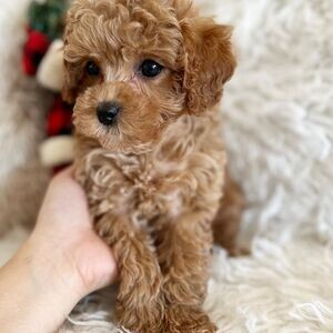 Amazing toy poodle puppies for adoption | PostAds PH