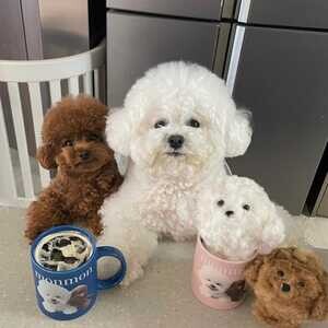 Bichon frise puppies for rehoming | PostAds PH