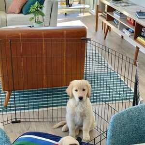 Ready Now - Golden Retriever puppies | PostAds PH