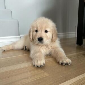 Beautiful Golden Retriever Puppies | PostAds PH