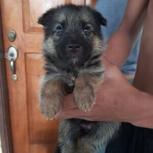 German Shepard puppies | PostAds PH