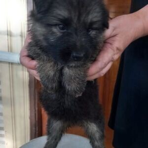 Lovely German Shepherd puppies | PostAds PH