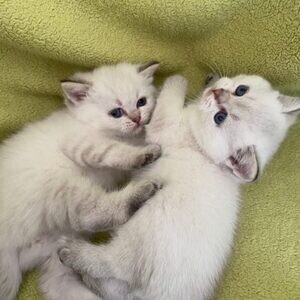 British shorthair kittensss...viber me at :+639463422605 | PostAds PH
