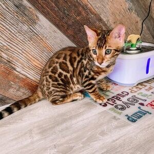 SSavanna kitten/cat for sale…....viber me at :+639463422605 | PostAds PH
