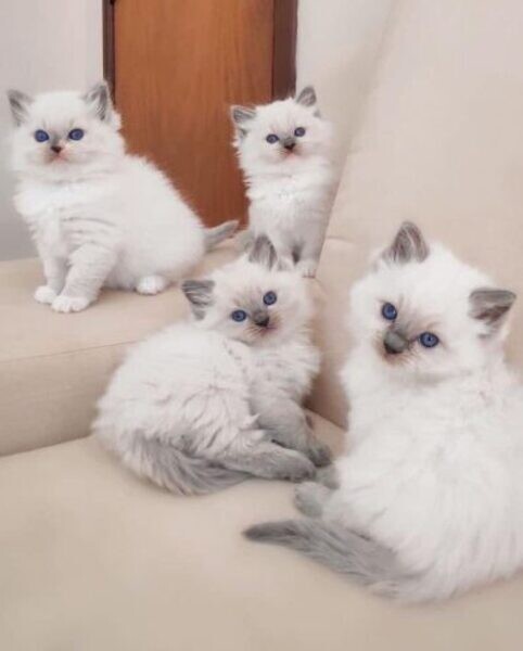 Quality Ragdoll kittens for Re-homing