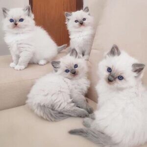 Quality Ragdoll kittens for Re-homing | PostAds PH