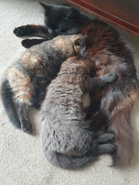 Two Ragdoll Kittens for Sale .