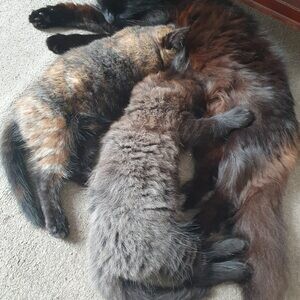 Two Ragdoll Kittens for Sale . | PostAds PH