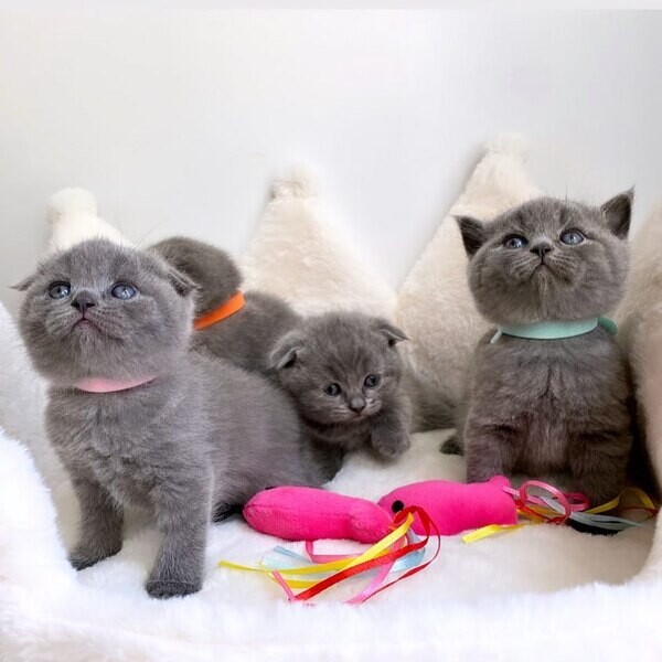 Adorable Scottish fold kittens…....viber me at :+639463422605