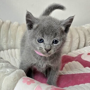 Gorgeous pedigree blue Russian kittens ready now | PostAds PH