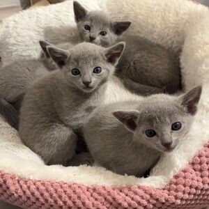 Stunning Non Shedding Russian Blue Kittens…. | PostAds PH