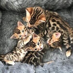 Eight Pure Breed Bengal Kittens…....viber me at :+639463422605 | PostAds PH