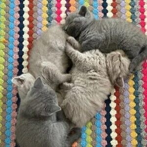 Adorable British Shorthair kitten Available | PostAds PH