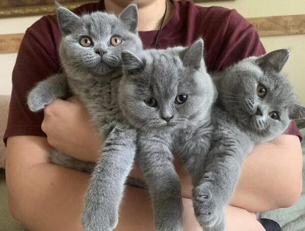 12 weeks old British shorthair kitten available for re homing