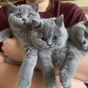 12 weeks old British shorthair kitten available for re homing | PostAds PH