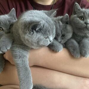 British Shorthair kitten …....viber me at :+639463422605 | PostAds PH
