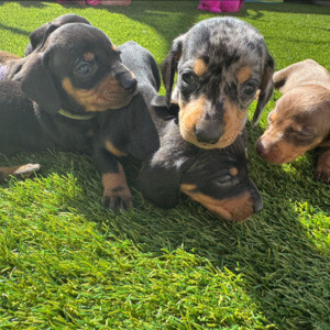 sausage dog puppies for sale…....viber me at :+639463422605 | PostAds PH