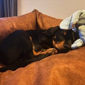 KC registered Doberman Pinscher puppies | PostAds PH