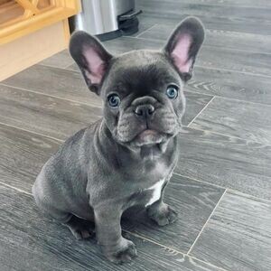 Well Trained French Bulldog puppies. | PostAds PH