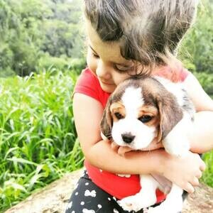 Stunning Tri Male Beagle Pups – KC Reg – Ready No | PostAds PH