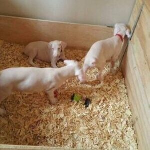 Unique Albino Doberman Puppies Looking for Their Forever Families! | PostAds PH
