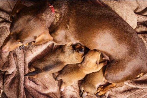 Elevate your family and home with a Doberman
