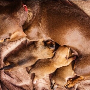 Elevate your family and home with a Doberman | PostAds PH