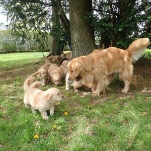 Goldenn Retriever…....viber me at :+639463422605 | PostAds PH