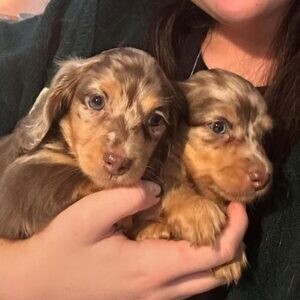 Long hair miniature dachshund…....viber me at :+639463422605 | PostAds PH