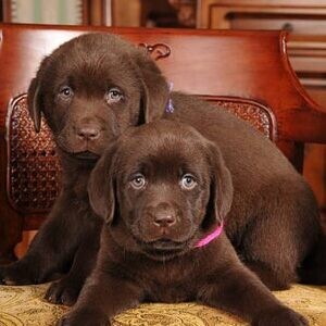 Adorable male and female Labrador retriever | PostAds PH