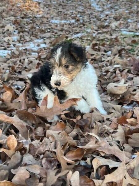 Wire Fox Terriers puppies…....viber me at :+639463422605