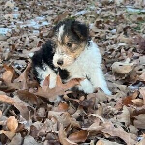 Wire Fox Terriers puppies…....viber me at :+639463422605 | PostAds PH