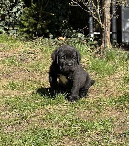 URGENT!! Cane Corso Champion Purebred Puppies