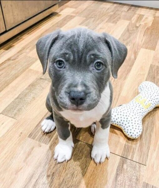 Cane Corso puppy…....viber me at :+639463422605