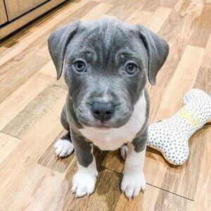 Cane Corso puppy…....viber me at :+639463422605 | PostAds PH