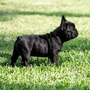 French Bulldog Puppies for adoption....viber me at :+639463422605 | PostAds PH