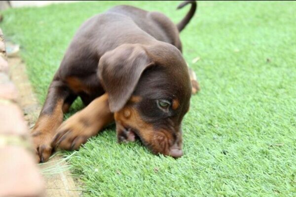 Doberman Puppies.viber me at :+639463422605
