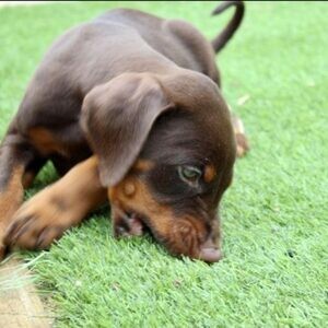 Doberman Puppies.viber me at :+639463422605 | PostAds PH