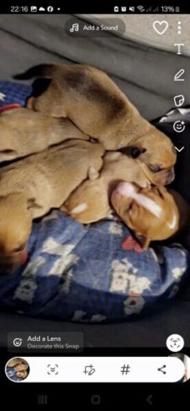 shar pei puppies...viber me at :+639463422605