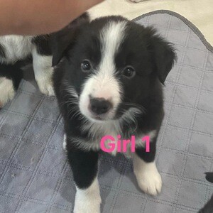 Active Border Collie Puppies…....viber me at :+639463422605 | PostAds PH